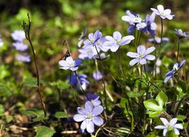 Frühlingsblumen . Wald foto