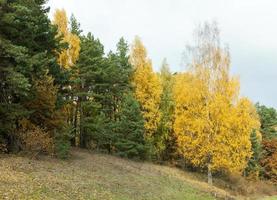 Natur in der Herbstsaison foto