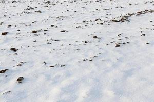 nach schneefall, nahaufnahme foto