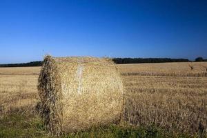 gelbes rundes Stroh foto