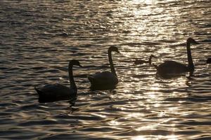 weißer Schwan bei Sonnenuntergang foto