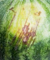 grüne Wassermelone, Schaden foto