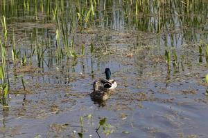 Schwimmende Enten, Nahaufnahme foto