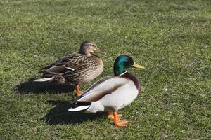 Wasservögel-Enten im Frühjahr oder Sommer foto