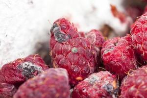 Schimmel auf den Himbeeren foto