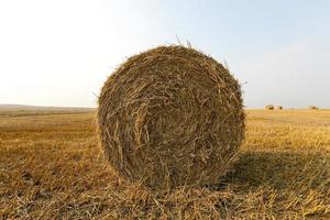 Heuhaufen in einem Strohfeld foto