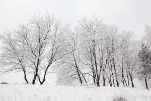 Frost in den Bäumen foto