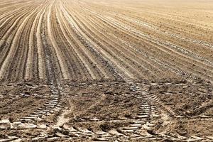 landwirtschaftliches Feldgetreide foto