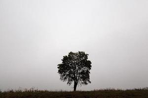 Herbst im Park foto