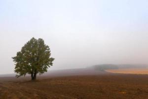 Baum im Feld, Herbst foto