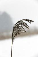 trockenes Gras im Winter foto