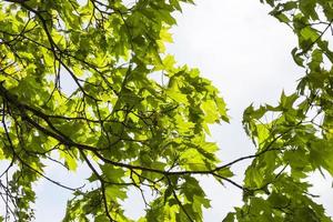 frische grüne Ahornblätter foto