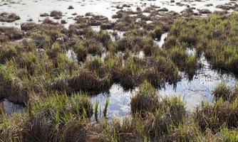 Gras wächst, Nahaufnahme foto