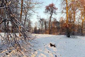 Bäume im Winterpark im Sonnenschein foto