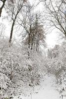 schneebedeckte Bäume und Sträucher foto