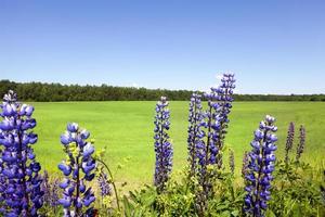 blühende blaue Lupinen foto