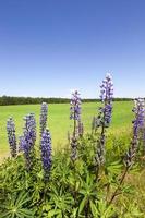 lila Lupine, Wildblumen foto