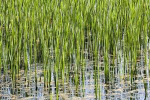 Gras im Wasser foto