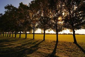 Laubbäume, Sonnenuntergang foto