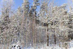schneebedeckter Wald foto