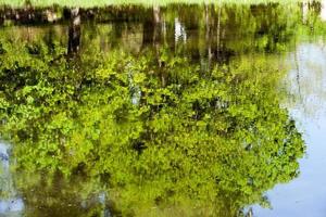 grüne Blätter, die sich im Wasser spiegeln foto