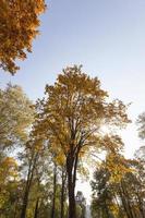 Ahornpark im Herbst foto