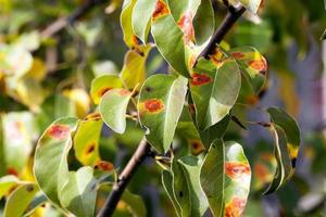 Birnenlaub im Herbst foto