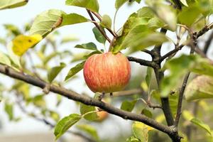 Apfel auf einem Ast foto