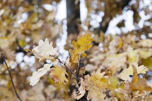 Bäume in der Herbstsaison foto