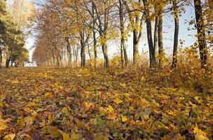 Herbstbäume. Weißrussland foto