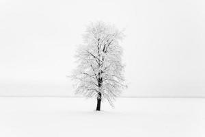 Baum im Feld foto