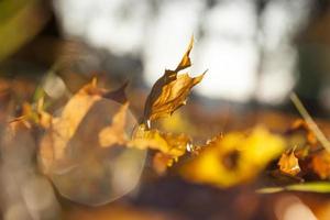 gelbes Laub, Herbst foto