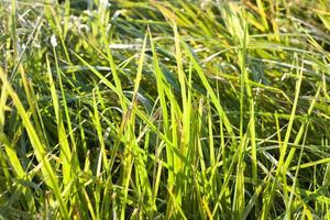 schönes grünes Gras foto