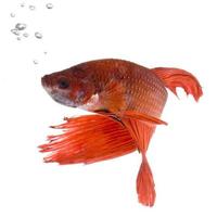 leuchtend orange siamesischer Kampffisch mit Blasen