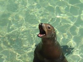 Seelöwe mit weit geöffnetem Mund foto