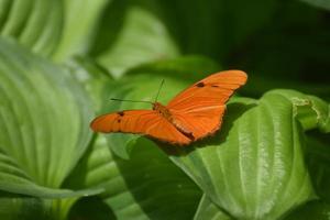 offene Flügel eines orangefarbenen Heliconian in freier Wildbahn foto