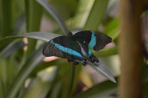 atemberaubender kleiner smaragdgrüner Schwalbenschwanzschmetterling in der Natur foto