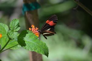 ziemlich gewöhnlicher Postbotenschmetterling, der Blumen bestäubt foto