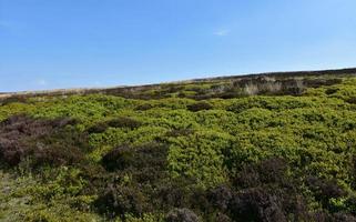 Üppiges grünes Heidekraut auf den Mooren in North Yorkshire England foto