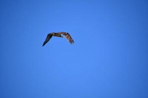 Fischadlervogel, der gegen einen blauen Himmel fliegt foto