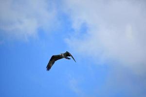 Flügelschlag an einem Fischadler im Flug foto