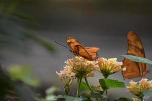 schöner orangefarbener Golf-Scheckenfalter-Schmetterling auf Blumen foto