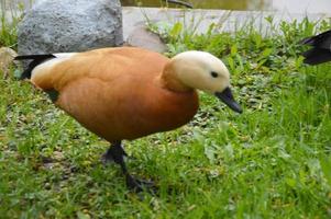 Eine orangefarbene Ente läuft am Ufer auf dem Gras in der Nähe des Stadtteichs entlang. orangefarbener schöner Vogel. foto