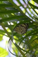 Wunderbarer Blick auf einen Baumnymphenschmetterling im Laub foto