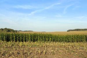 Mais ernten, Feld foto