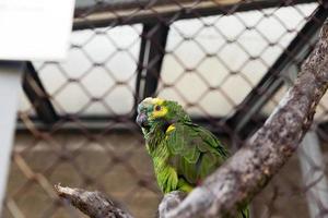 grüner Papagei. Zoo foto