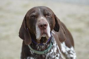 Deutsch Kurzhaar Hundegesicht foto