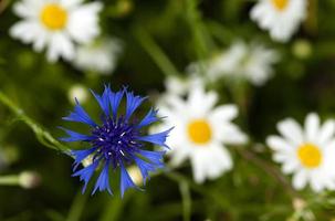 Kornblumen auf dem Feld foto