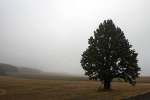 Baum im Feld foto