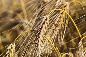 landwirtschaftliches Feldgetreide foto